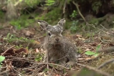 Fluffy Overload! Meet the Most Gorgeous Rabbit You’ll Ever See!