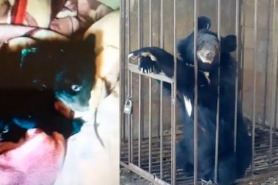 From Fluffy Pet to Furry Surprise: Chinese Man Adopts Dog, Discovers It's a Bear!