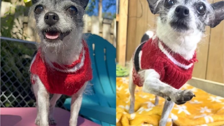 Heartbreaking Journey of Twinkle: The Dog Who Just Wanted to Snuggle