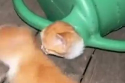 Hilarious Hide-and-Seek: Cat's Purrr-fect Camouflage Inside Flower Watering Can!