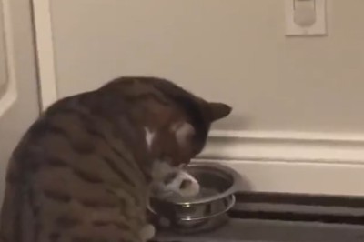 Hilarious Pet Fails: Prepare to Burst into Laughter with These Funny Pets!