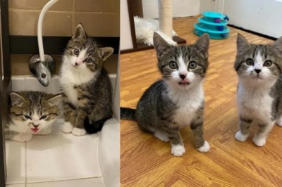 Inspiring Journey of Kimchi and Wasabi: From Stray 'Evil' Kittens to Beloved Companions