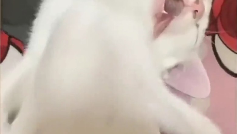 Purr-fectly Hilarious: The Chronicles of a Comical Cat!