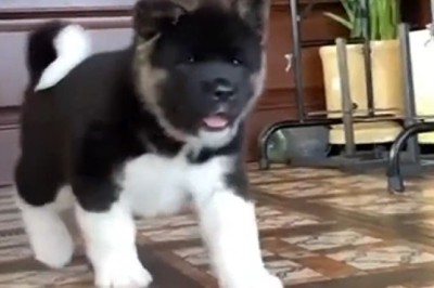 Ruff-initely Awesome: This Dog's Epic Antics Will Leave You Howling with Laughter!