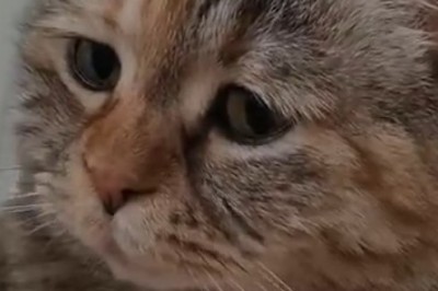 The Ultimate Cat Conundrum: Watch This Hilarious Kitty Want Something!