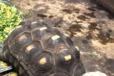 Watch This Hilarious Turtle Go Bonkers Over a Pile of Grass Leaves!