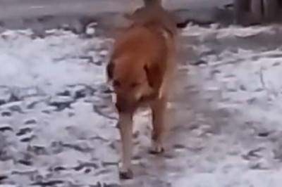 Watch This Hilarious Video of a Passing Dog Stealing the Spotlight!
