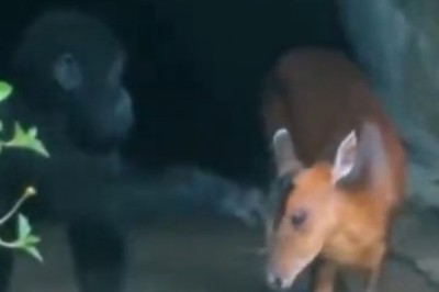 Wild Duo: Hilarious Monkey and Deer Friendship Takes the Forest by Storm!
