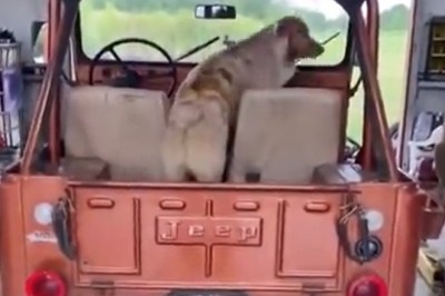 Wild Ride: Hilarious Video of Dog's Epic Jeep Jumping Adventure Will Leave You Howling with Laughter!