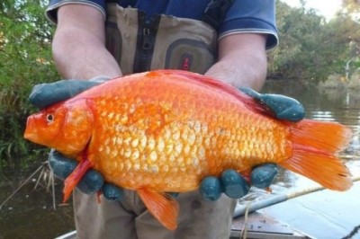Invasive Giant Goldfish Pose Threat to Ecosystems and Native Species