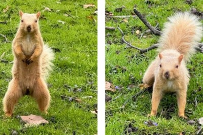 Rare Blonde Squirrel Takes Pittsburgh Park By Storm - A Magical Encounter!