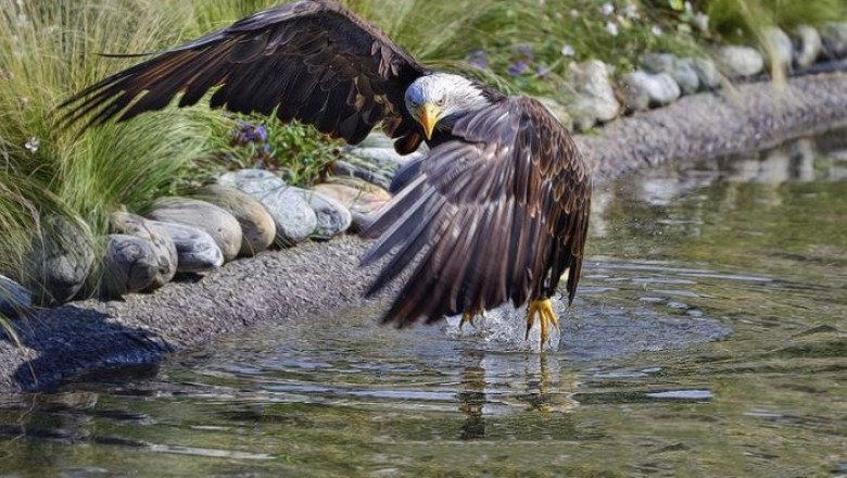 The Majestic Bald Eagle: Symbol of Resilience and Freedom in North America