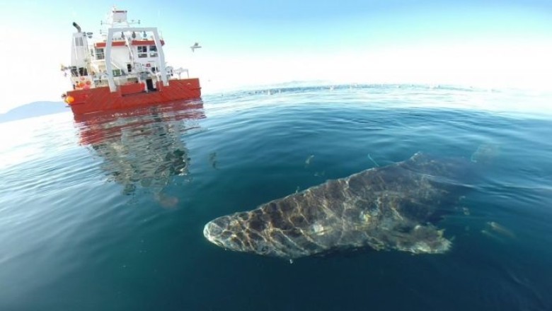 Unveiling the Secrets of the Ageless Greenland Shark: A 400-Year Mystery Revealed!