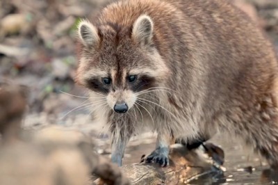 Watch the Jaw-Dropping Moment: Raccoon Stuns Internet with Remarkable Handstand at Water Bowl!