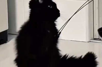 Adorable Black Kitten Goes Viral with Its Hilarious Antics!
