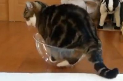 Cat-tastic Culinary Capers: When Whiskers Meets the Bowl!