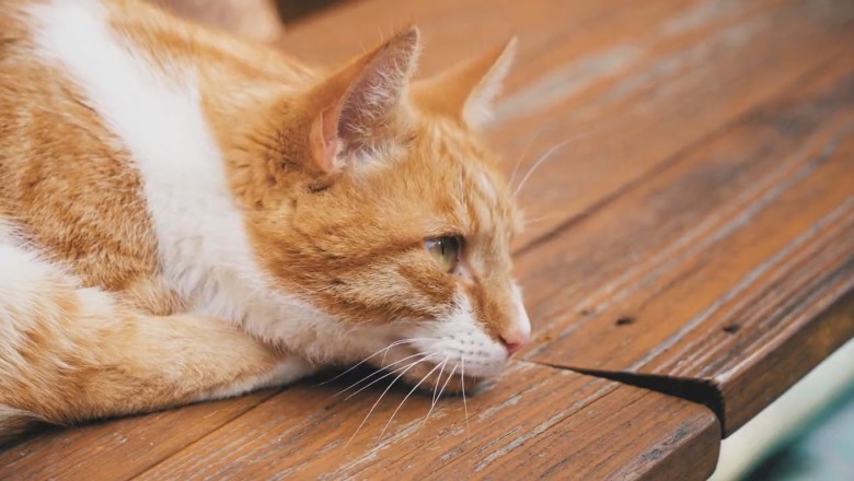 Cat Wallowing Fail: Hilarity Ensues as Graceful Kitty Takes a Tumble!