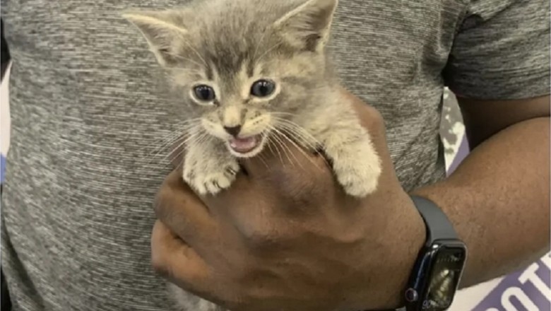 From Protector to Pet Parent: How a Policeman's Compassion Saved a Kitten and Changed Both Their Lives Forever!