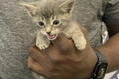 From Protector to Pet Parent: How a Policeman's Compassion Saved a Kitten and Changed Both Their Lives Forever!