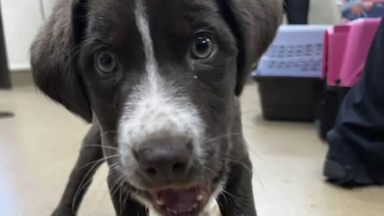 Heartwarming Tale of Resilience: Abandoned Puppy and Kitten Find Love in Shelter - Their Story Will Melt Your Heart!