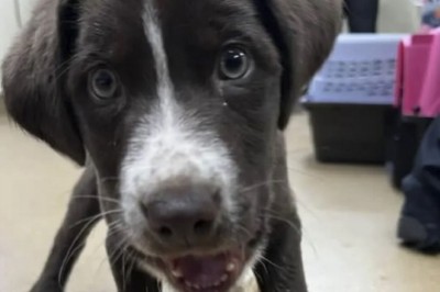 Heartwarming Tale of Resilience: Abandoned Puppy and Kitten Find Love in Shelter - Their Story Will Melt Your Heart!