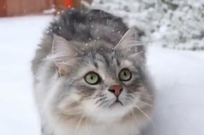Hilarious Cat's Snow Day Shenanigans Will Melt Your Heart!
