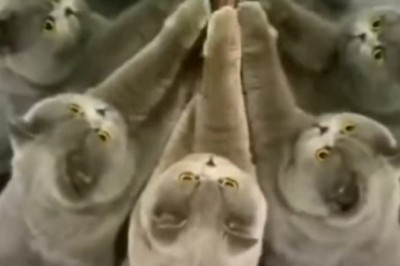 Meow-gical Moments: Cats Caught Practicing Purrrfect Rituals!