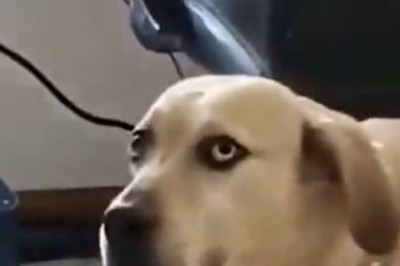 Paw-sitively Possessed Pooch: When Your Dog Can't Handle Your Dance Moves!