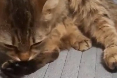 Ultimate Cat Comb-edy: When Fluffy Meets the Comb!