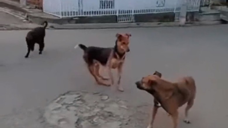 Underdog Tales: Hilarious Adventures of a Streetwise Street Dog!