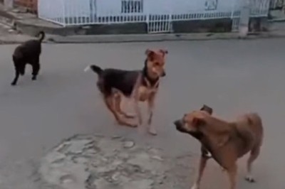 Underdog Tales: Hilarious Adventures of a Streetwise Street Dog!