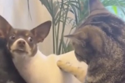 Watch How This Fearless Cat Asserts Dominance Over a Playful Pup - Who Runs the Show?
