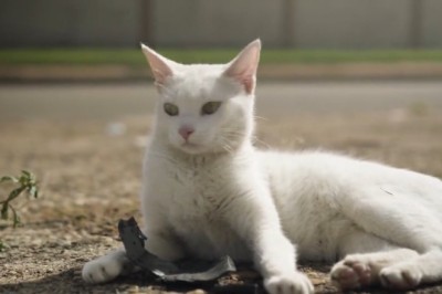 Watch This Hilarious Cat Wallow in the Most Beautiful Way!
