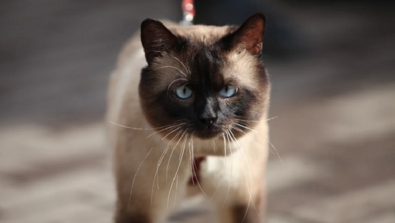 7 Irresistible Reasons Why Siamese Cats Are the Ultimate Feline Companion!
