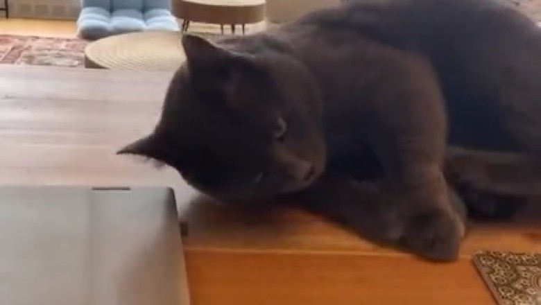 Cat or Master of Disguise? Watch as Kitty Fakes Exhaustion to Avoid Playtime!