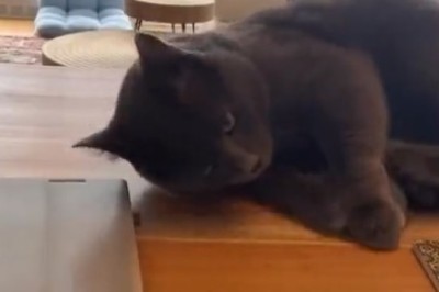 Cat or Master of Disguise? Watch as Kitty Fakes Exhaustion to Avoid Playtime!