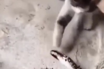 Cat-tastic Comedy Capers: Hilarious Compilation of Funny Felines!