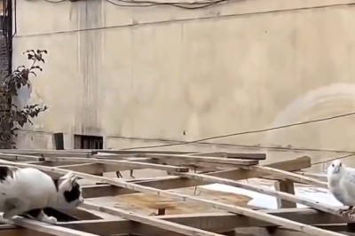 Feathered Frenzy: Cat's Epic Fail Attempt to Catch Pigeon Goes Hilariously Wrong!