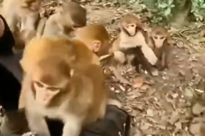 Food Critics of the Jungle: Monkeys Reject Weird Eats in Hilarious Taste Test!