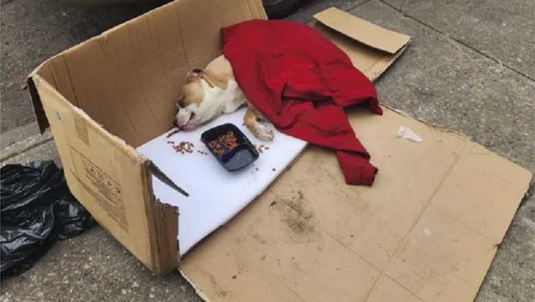 From Discarded to Adored: The Inspiring Journey of Cody the Pit Bull