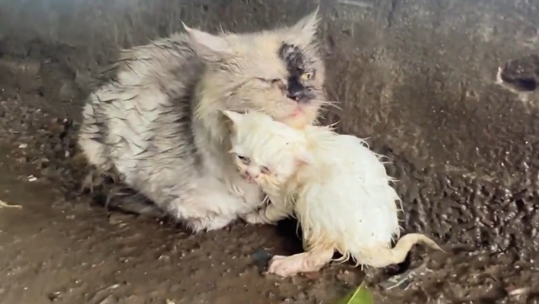 Hilarious Cat Antics: The Importance of Proper Kitty Care