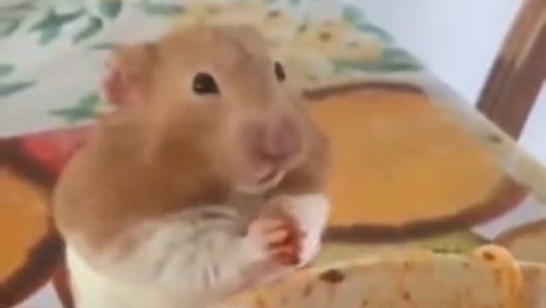 Pasta Palooza: The Epic Saga of a Mouse on a Culinary Adventure!