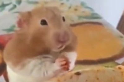 Pasta Palooza: The Epic Saga of a Mouse on a Culinary Adventure!