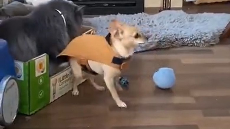 Paws and Order: The Great Escape! Watch This Hilarious Showdown Between a Pup and a Cat!