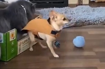 Paws and Order: The Great Escape! Watch This Hilarious Showdown Between a Pup and a Cat!