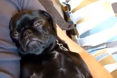 Paws-itively Hilarious: Funny Pets Take Over with Their Paw-some Antics!