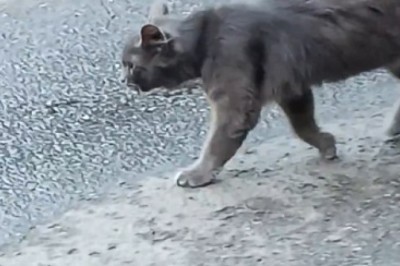 Pawsitively Hilarious: Stray Cat on a Mission to Find the Purrfect Adventure!