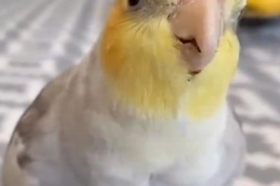 Polly's Parrot Palooza: The Hilarious Melodies of Musical Birds!