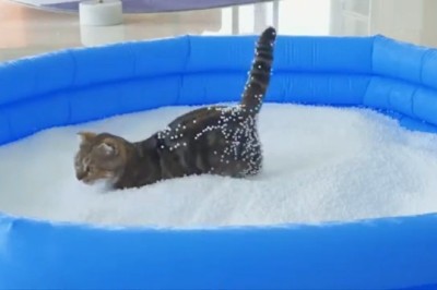 Side-Splitting Shenanigans: The Most Hilarious Pets on the Internet