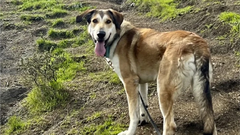 The Heartbreaking Story of Esmores: A Dog Returned to the Shelter for Being 'Too Big'